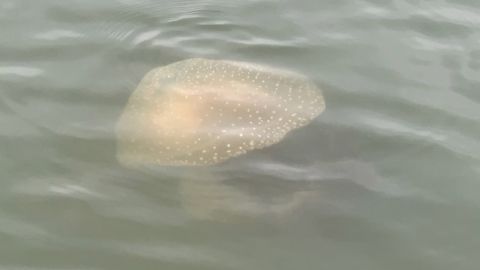 Chris Collins and his wife spotted the huge jellyfish about 25 miles south of Myrtle Beach.