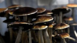 Mazatec psilocybin mushrooms ready for harvest in their growing tubs May 19, 2019, in Denver.