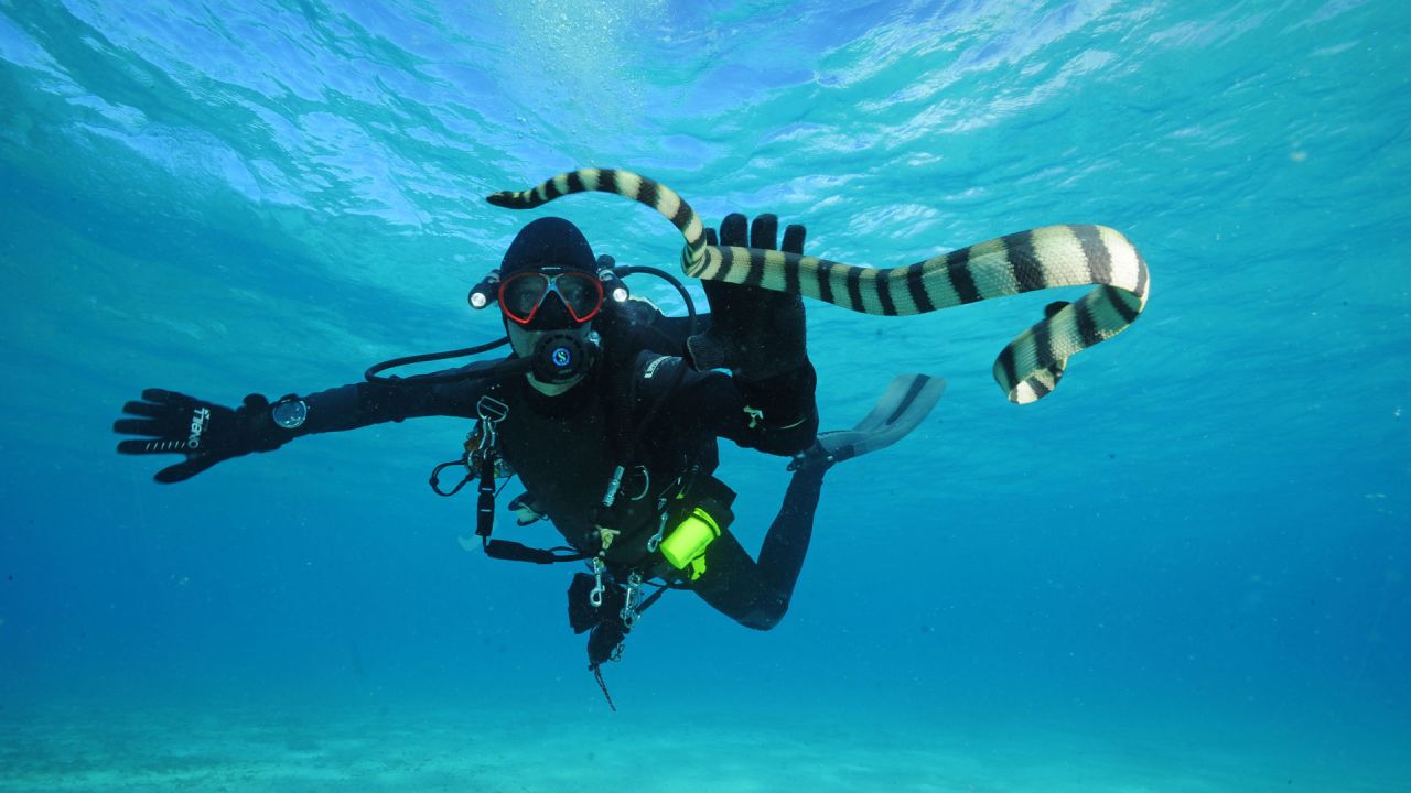 Biomedical scientist Zoltan Takacs with a sea snake in Fiji