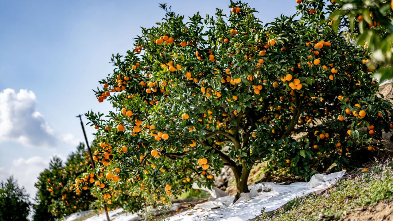 japan nishiuwa mandarin oranges3