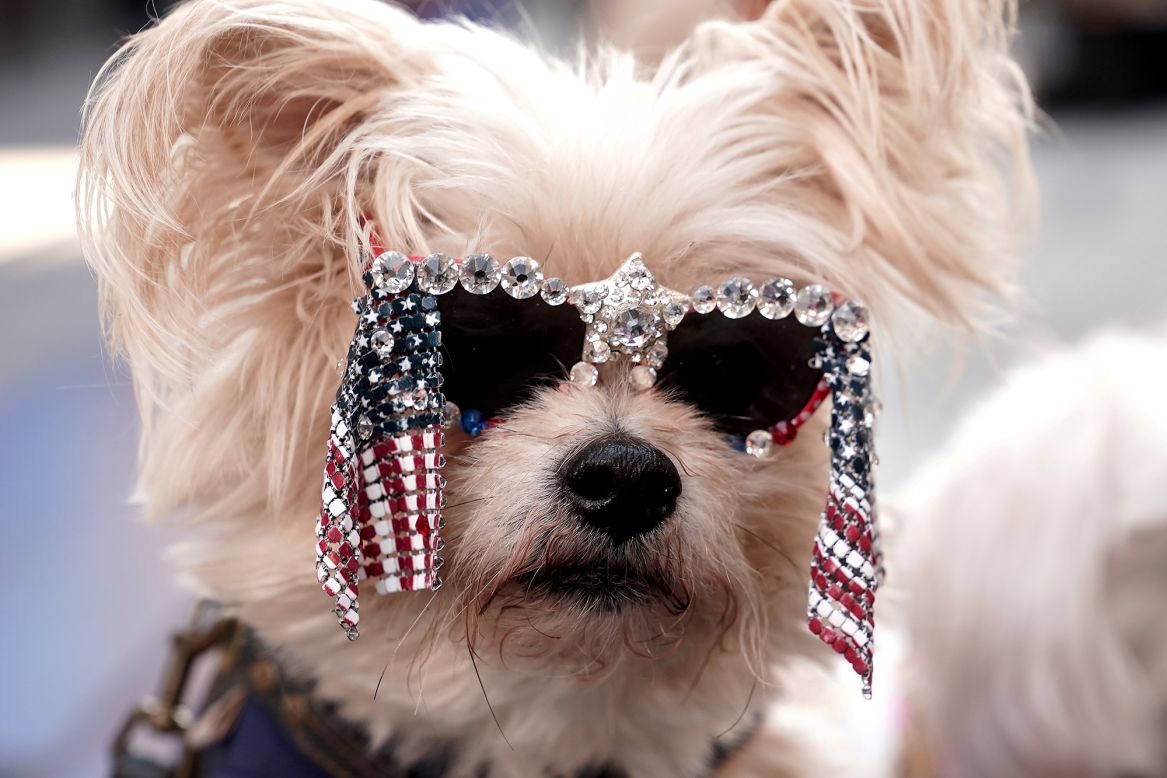 People pose their dog for pictures as they awaited election results in New York City on Wednesday, November 4.