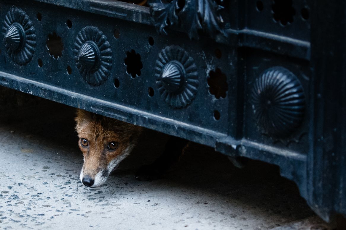A fox pokes its head onto London's Downing Street on Wednesday, November 4. 