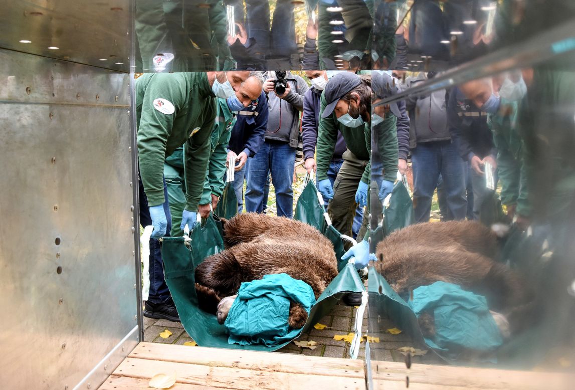 Animal keepers prepare to transport Teddy, a 3-year-old bear, to a park in Belitsa, Bulgaria, on Wednesday, November 4. Teddy had spent much of his life in a small cage, and the park will provide him with a more natural habitat.