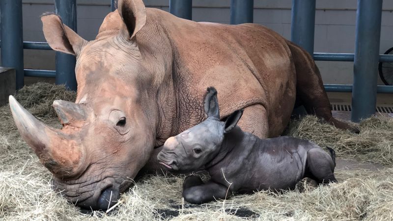 An endangered white rhino was born at Disney's Animal Kingdom theme park |  CNN