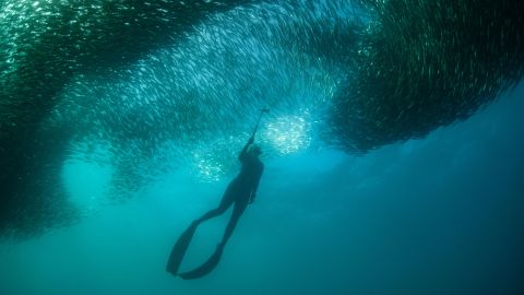 01 south africa sardine run