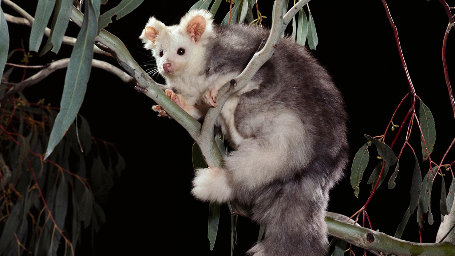 Scientists discover two new marsupial species in Australia