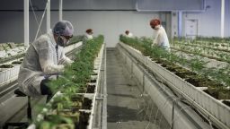 Employees tend to marijuana plants at the Aurora Cannabis Inc. facility in Edmonton, Alberta, Canada, on Tuesday, March 6, 2018. Aurora CEO Terry Booth and his business partner Steve Dobler are the largest individual holders of Canada's second-largest marijuana firm, with a combined stake approaching C$200 million. Photographer: Jason Franson/Bloomberg via Getty Images