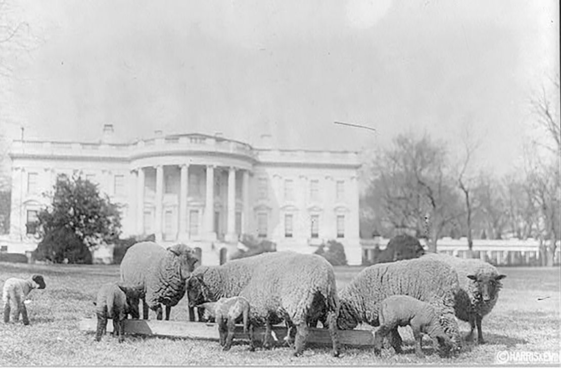 Sheep on the White House lawn in 1919.