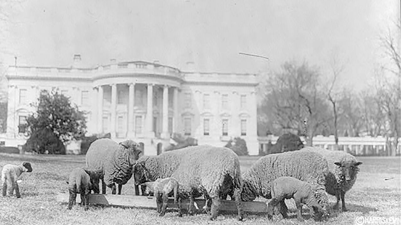 Sheep on the White House lawn in 1919.
