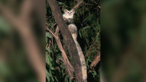 The southern species of the greater glider.