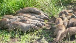 Mongoose groups fighting.