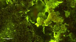 Image of Sphingomonas desiccabilis, the bacterium that was shown to biomine rare earth elements, growing on basalt rock. Microbes are stained to fluoresce green. Scale bar shown.