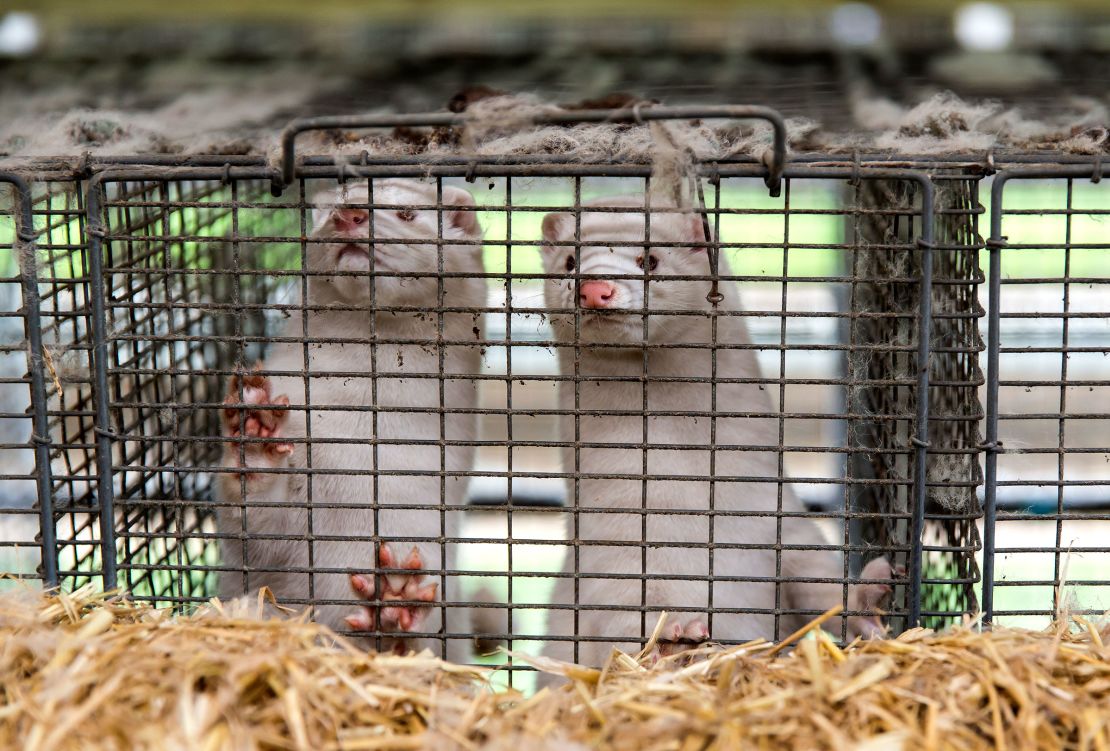 Denmark was home to 15 million mink before the culls began.
