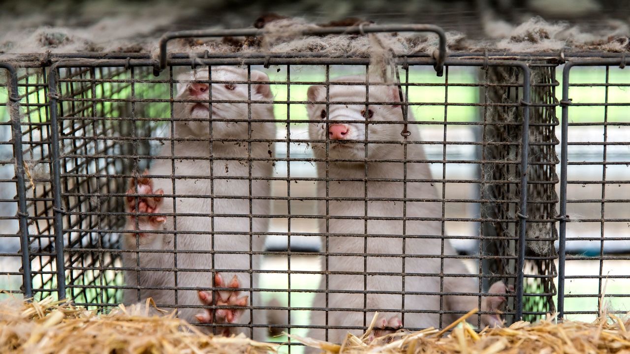 Denmark was home to 15 million mink before the culls began.