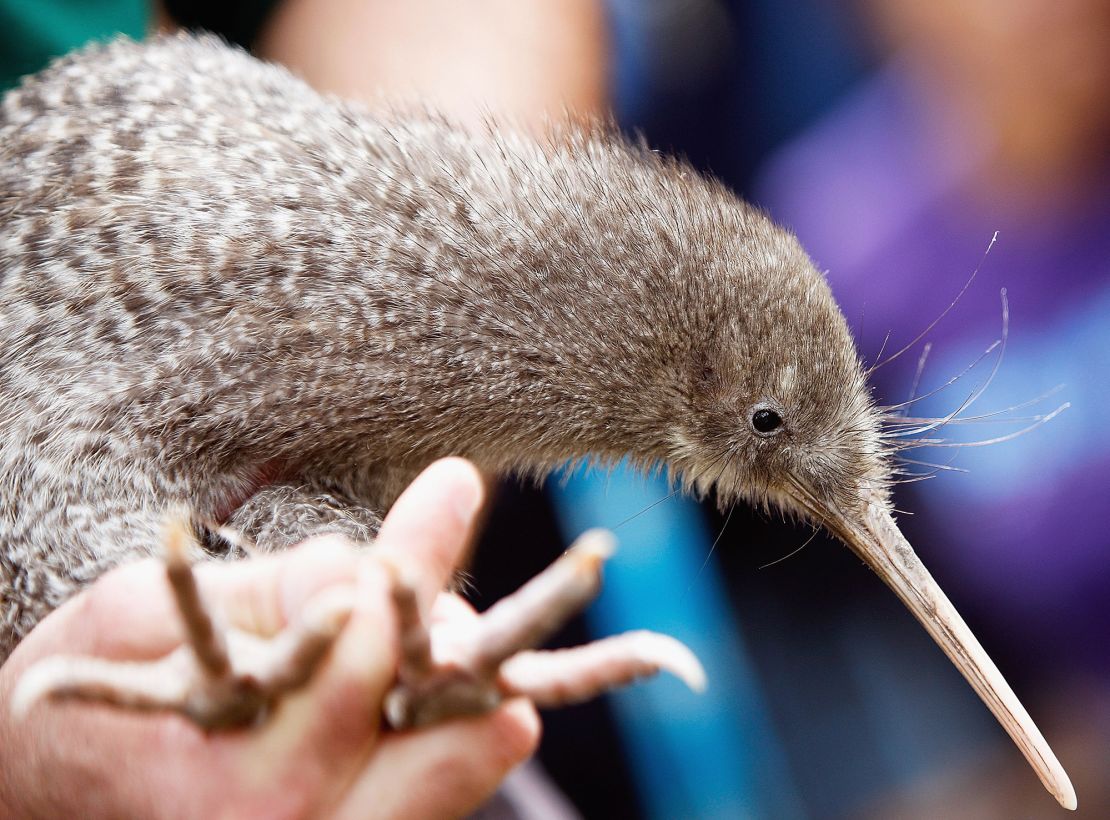 The little spotted kiwi was another contender for the prize.