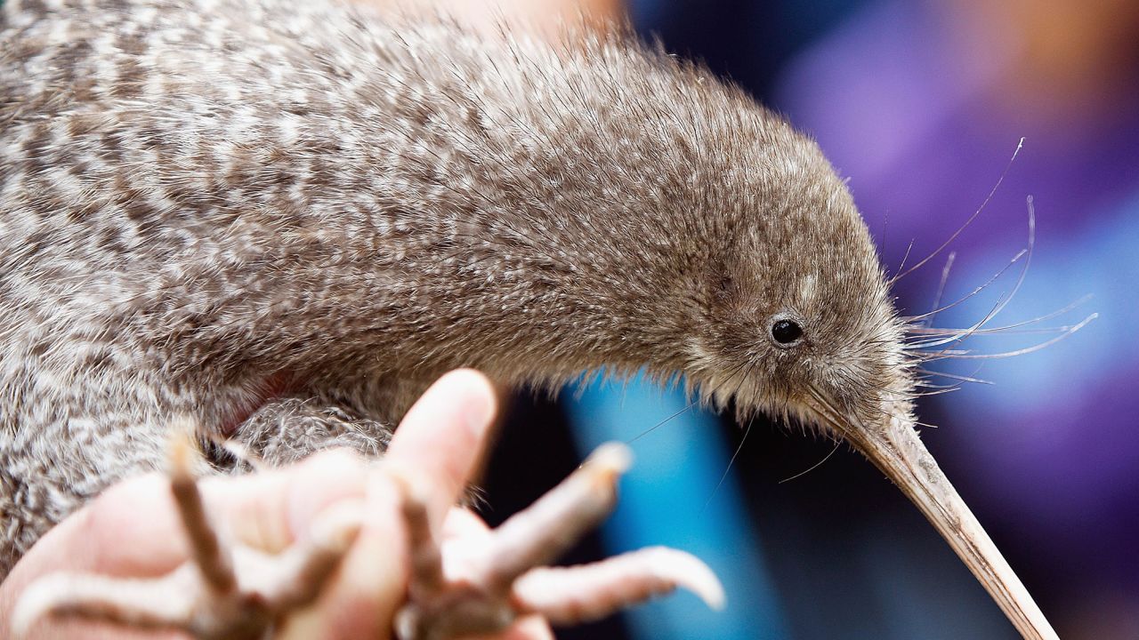 One of 10 little spotted kiwi is released on Motuihe Island, a conservation pest-free island close to Auckland, on March 21, 2009 in Auckland, New Zealand. 