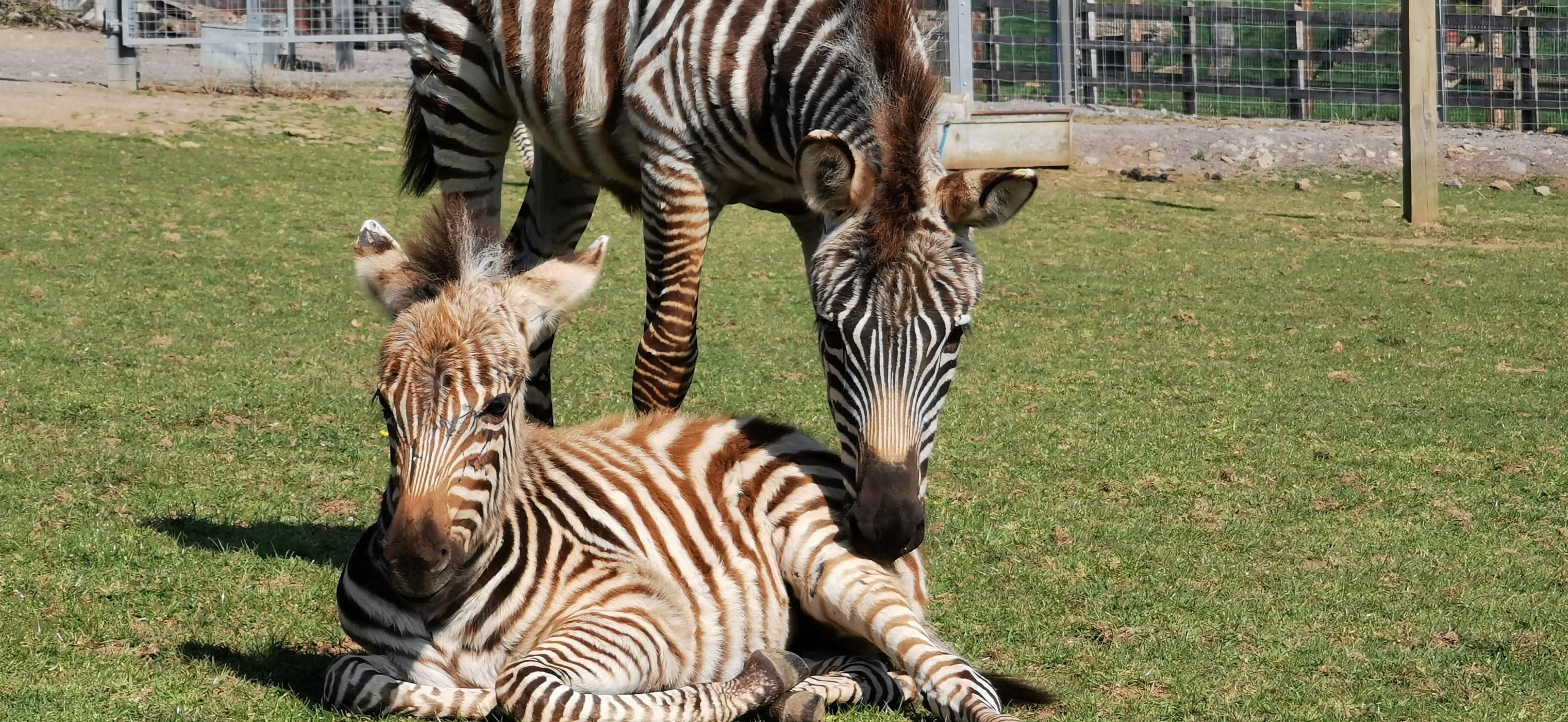 A baby zebra died in a zoo after being startled by fireworks | CNN