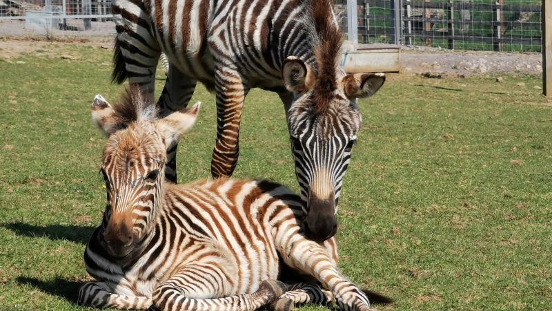 New Born Zebra at Bali Zoo! At the beginning of his life, he was