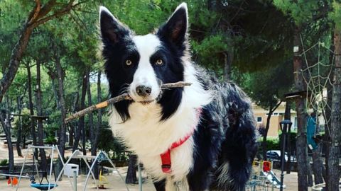 Rico is a 4-year-old Border collie from Spain and knows the names of nearly 30 toys.