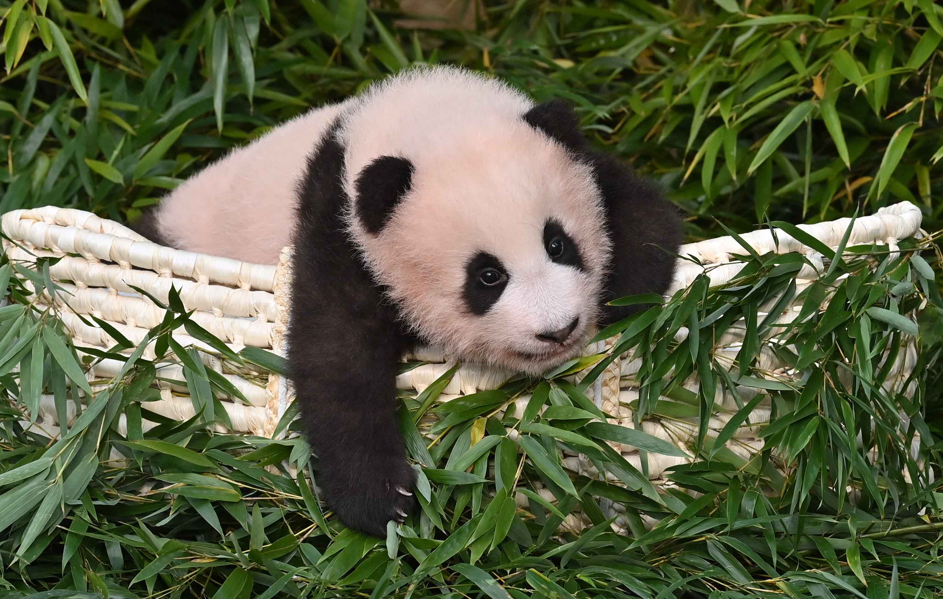 Blackpink's video with giant panda cub sparks outrage in China | CNN