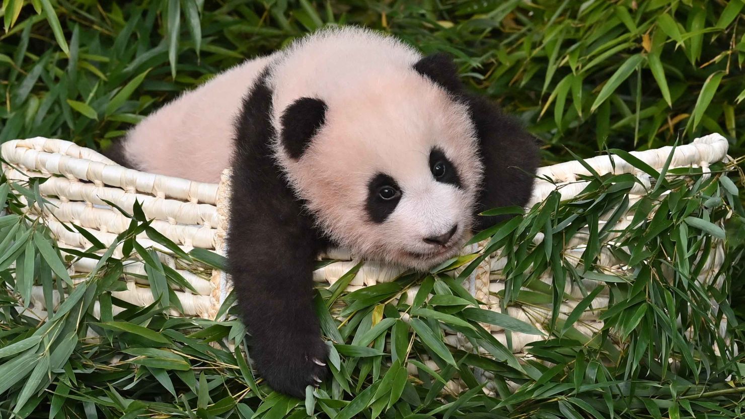 Panda cub Fu Bao is pictured during a ceremony to reveal her name at Everland Amusement and Animal Park in Yongin on November 4, 2020.  