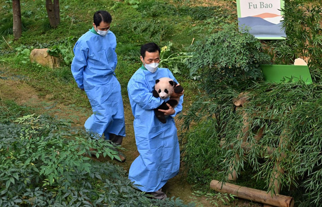 A caretaker carries panda cub Fu Bao, about 100 days after her birth in 2020.