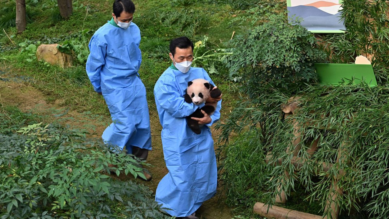 A caretaker carries panda cub Fu Bao, about 100 days after her birth in 2020.