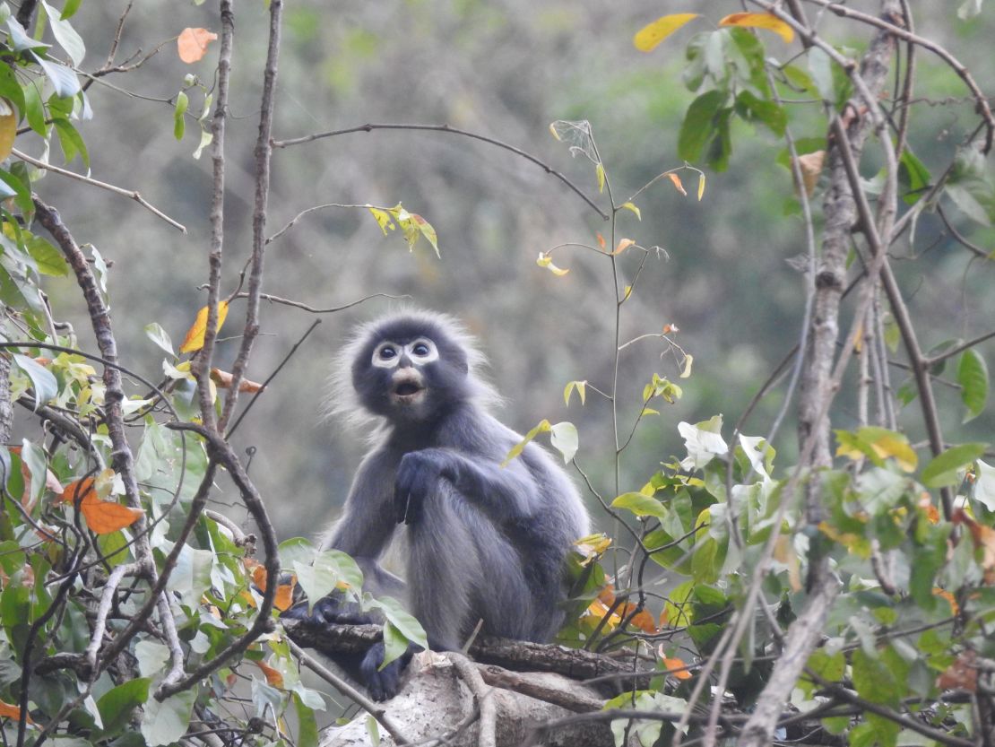A Popa langur photographed at Mount Yathe Pyan in Myanmar.