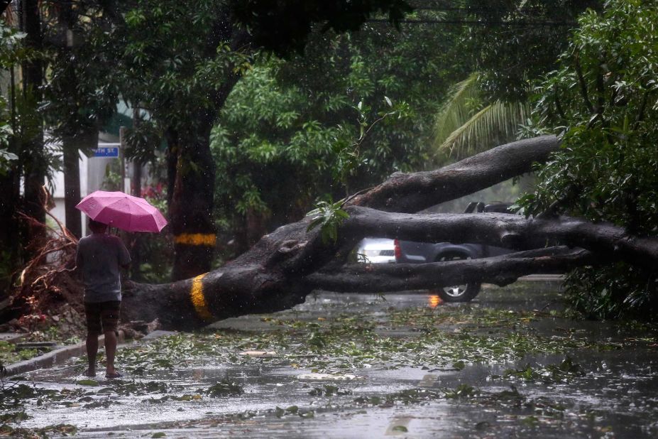 A person looks at a toppled tree in Quezon City.