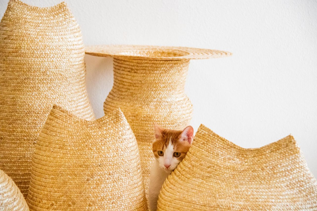 <strong>Turning wheat into sustainable pet supplies:</strong> "Whecat" is a project that turns wheat straw into eco-friendly pet supplies. It was developed by Ziren Zhou, a student at Hunan University in China.