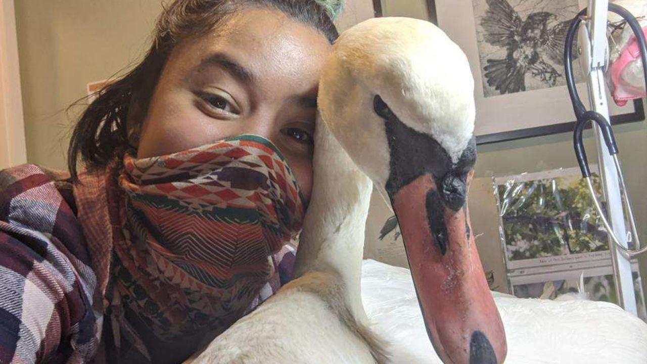 Ariel Cordova-Rojas rescued this swan in New York City and it wasn't an easy feat.