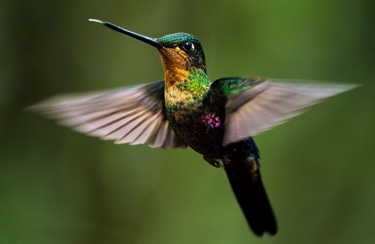 A blue-throated starfrontlet, a type of hummingbird, is seen in Bogota, Colombia, on Wednesday, November 11. Colombia has the largest bird diversity in the world. It is home to about 1,934 different bird species — a fifth of the total known.