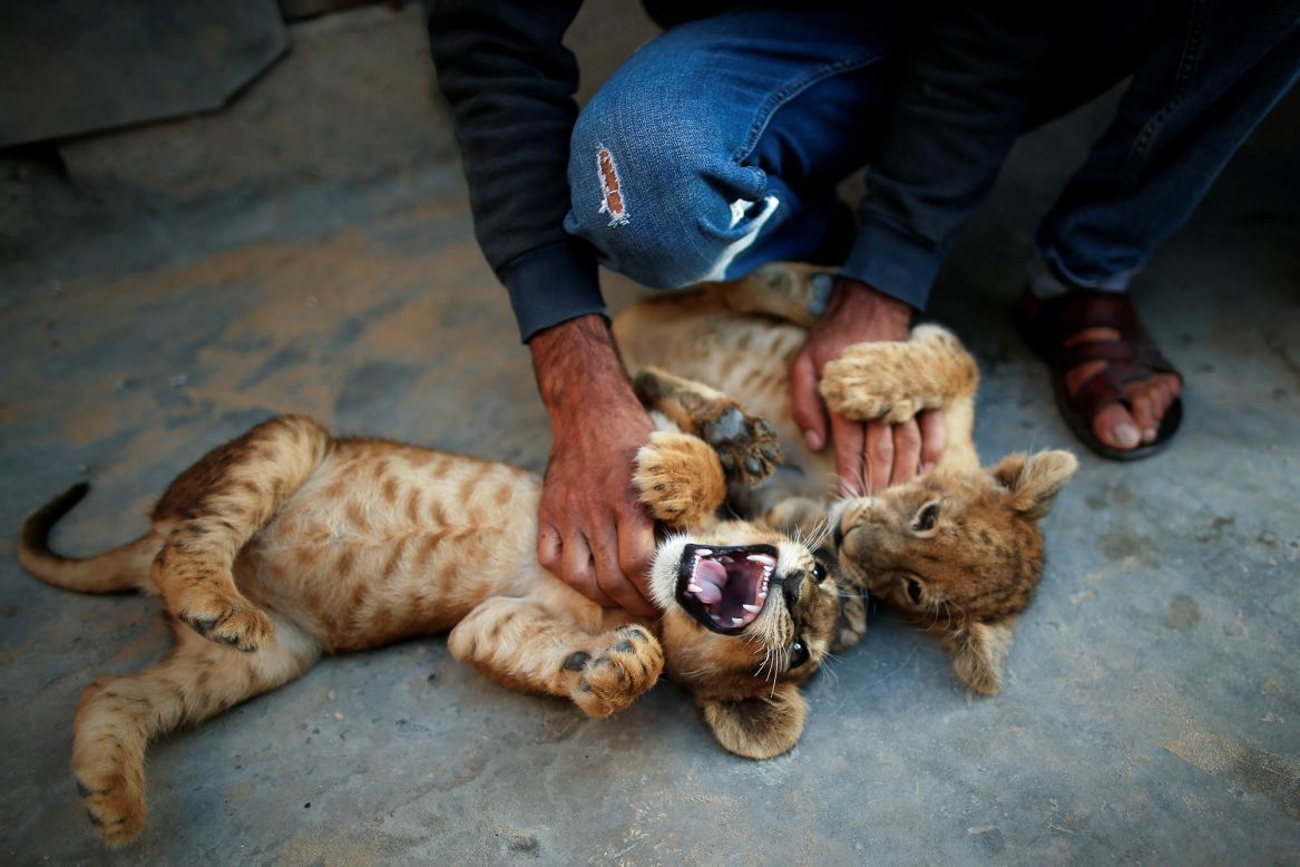 Naseem Abu Jamea plays with his pet lion cubs in Khan Younis, Gaza, on Tuesday, November 10.