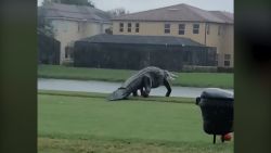 giant alligator on golf course