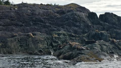 Northern sea lions on West Ballenas Island.