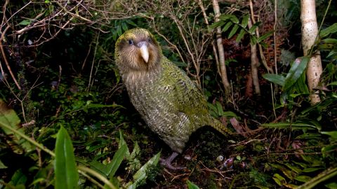 A Kakapo, the worlds most endangered flightless parrot, Anchor Island, Fiordland New Zealand.