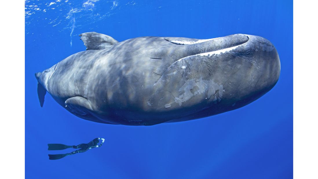 <strong>Dominica: </strong>Wildlife lovers can swim alongside Dominica's resident sperm whales, but only with an accredited tour operator that follows strict animal-welfare protocols. 
