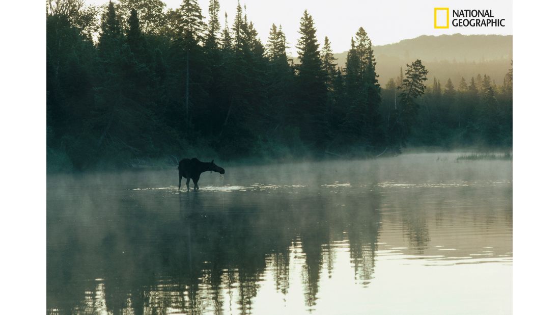 <strong>Isle Royale, Michigan:</strong> A female moose wades across a lake in Isle Royale National Park, Michigan.