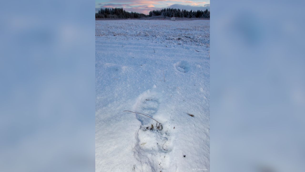 Animal tracks seen at Yakutat Airport on Sunday, one day after the accident.