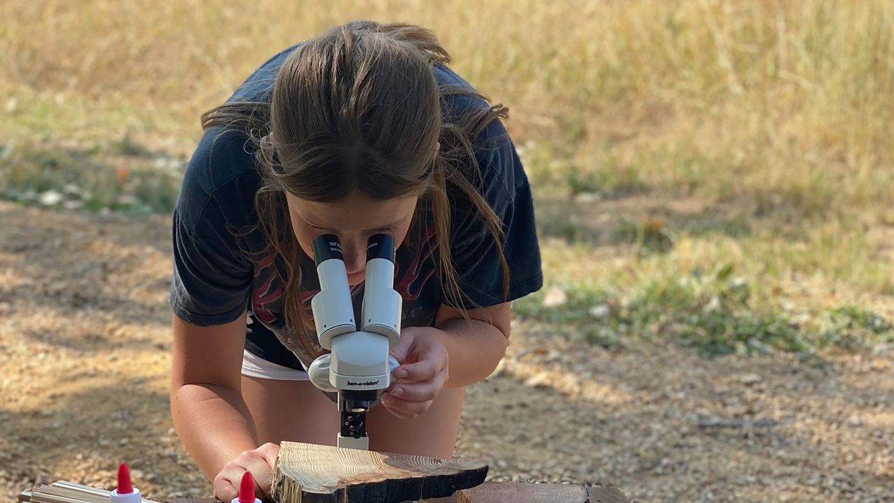 A student looks at the rings of a tree through a microscope. The students learn how to tell a tree's age and what happened in each year of its life. 