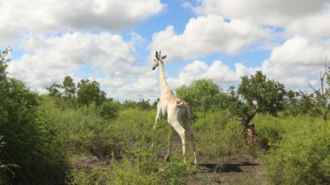 The world's only known white giraffe lives in the Ishaqbini Community Conservancy, Garissa County.