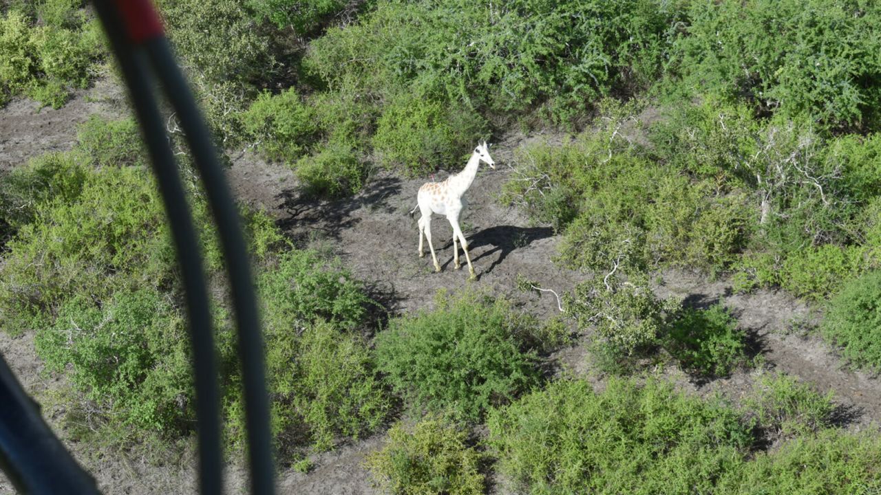 A Global Positioning Satellite unit was placed on one ossicone (horn) of the giraffe to aid effective monitoring.