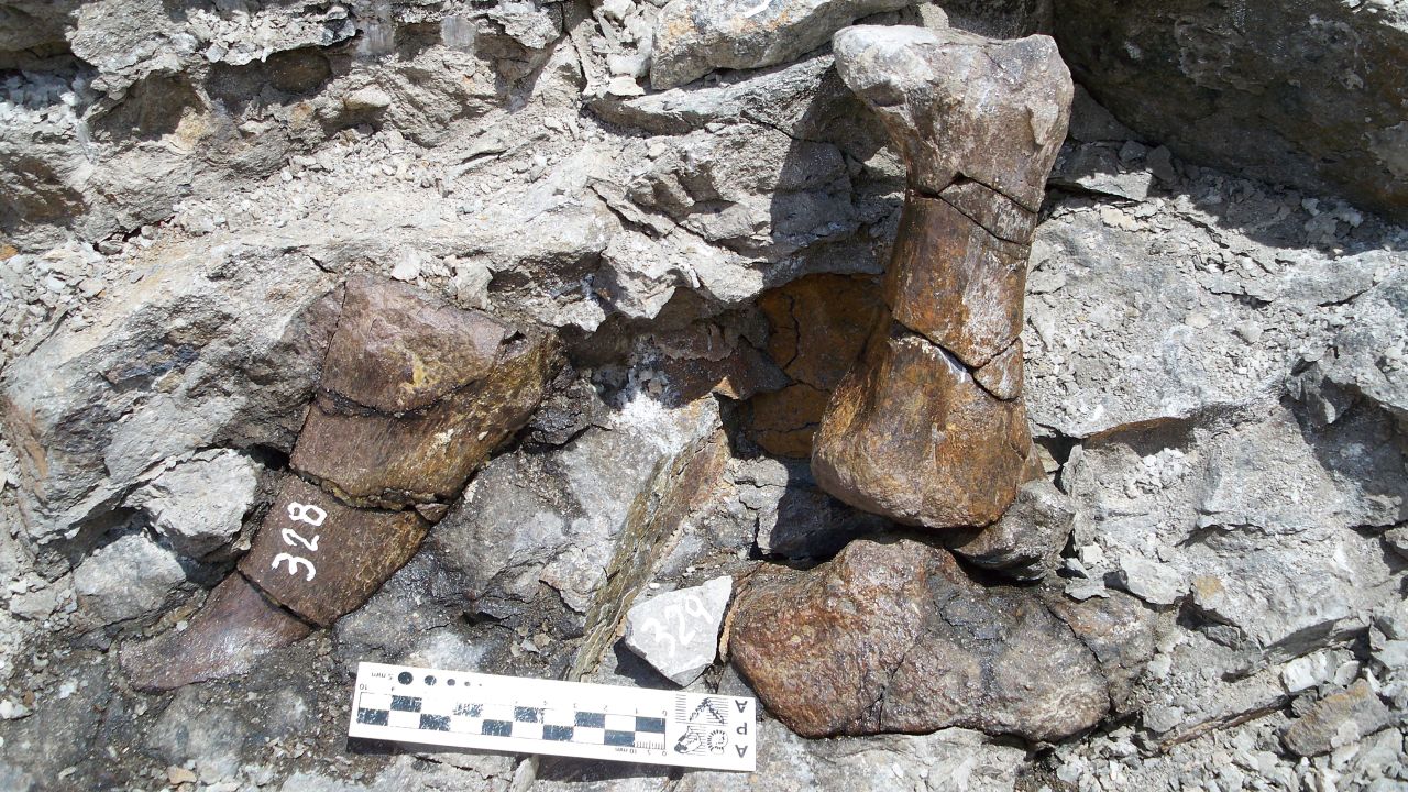 This is a fossilized limb bone of Bagualia alba, a new species of sauropod dinosaur found in Patagonia. 