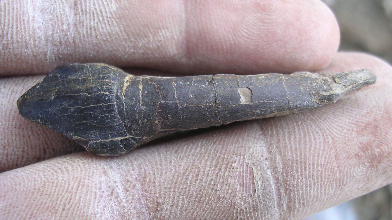 The dinosaur's tooth had thick enamel to enable the animal to feed on tough conifer leaves.