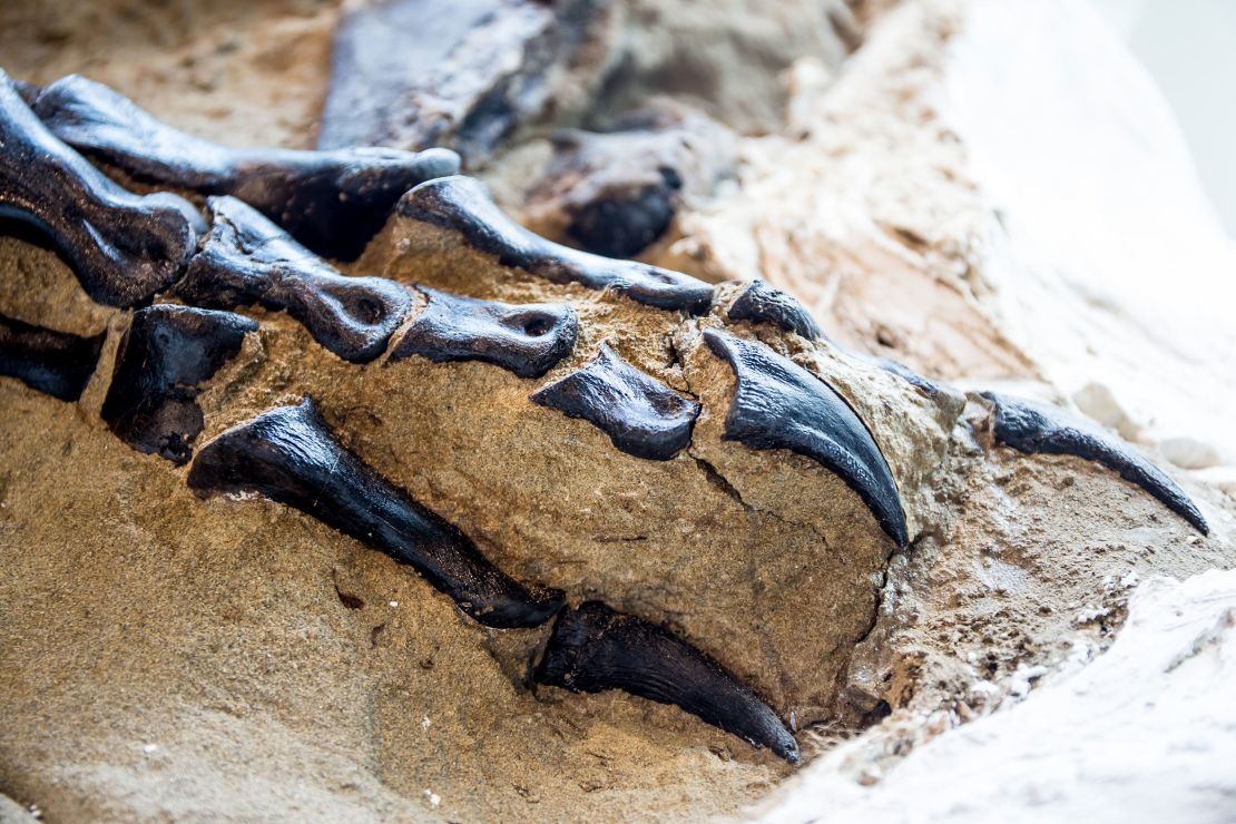 The T. rex had sharp, crescent-shaped talons.