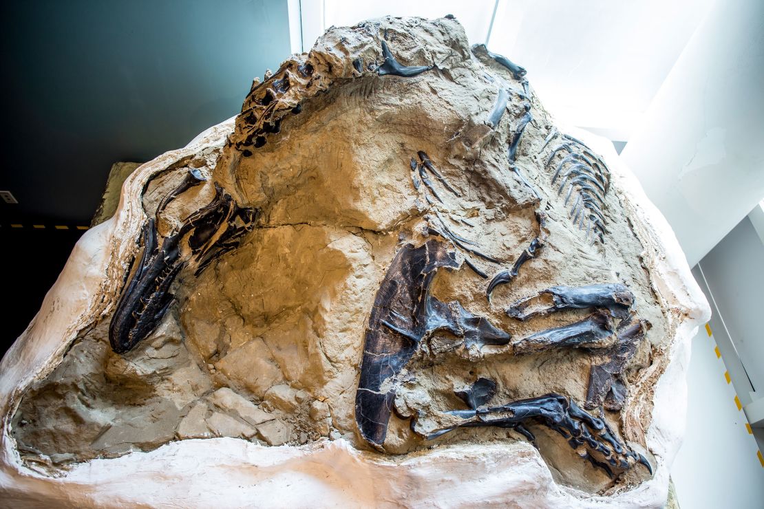 The T. rex portion of the double fossil discovery shows what appears to be a juvenile dinosaur.
