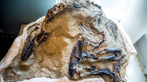 The T. rex portion of the double fossil discovery shows what appears to be a juvenile dinosaur.