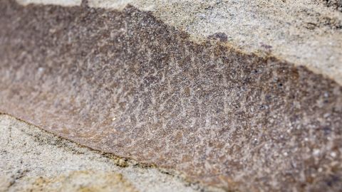 The fossils show skin impressions.
