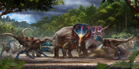This artist's illustration shows Triceratops and juvenile tyrannosaurs facing off near the end of the Cretaceous Period 67 million years ago. 