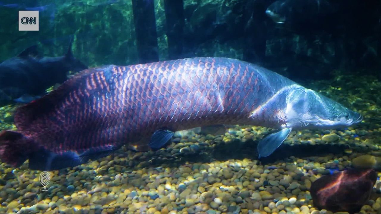 arapaima still c2e